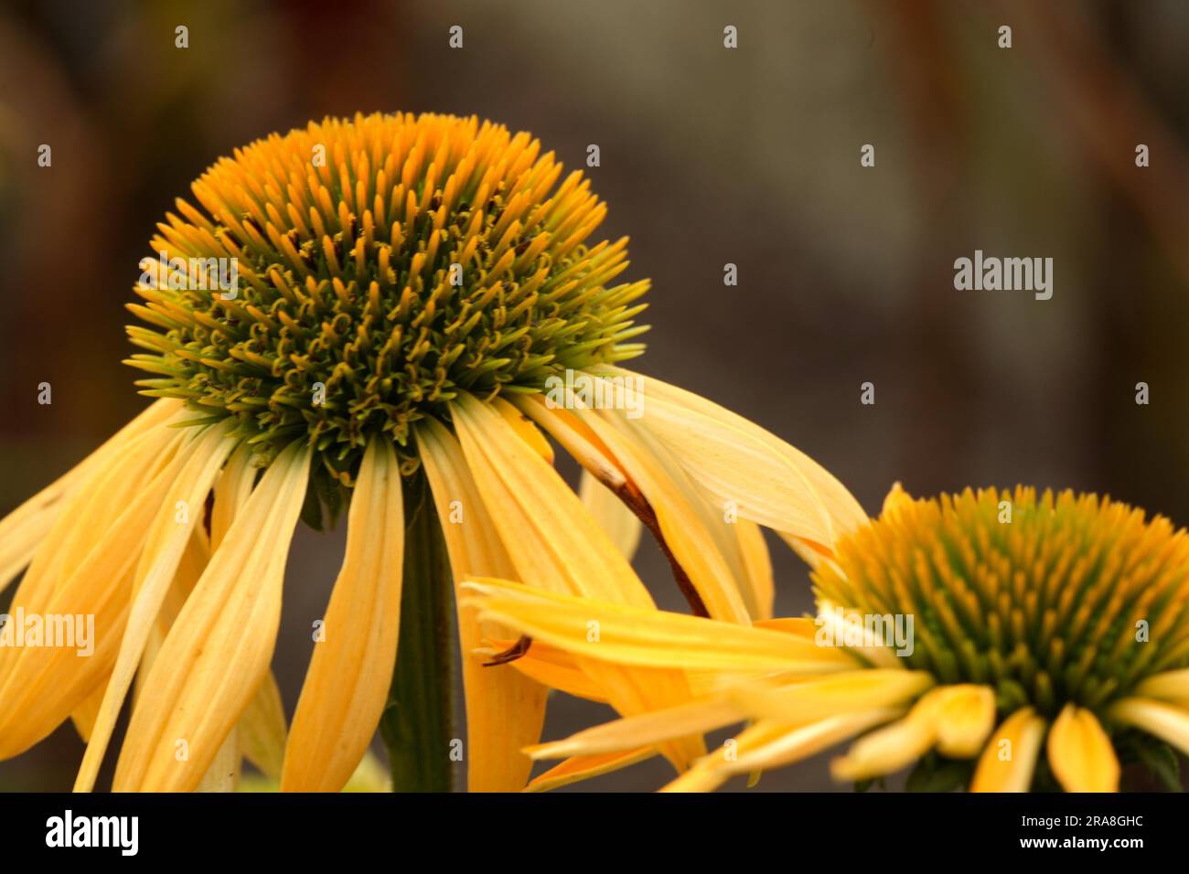Red coneflower (Echinacea) purpurea 'Harvest Moon' Stock Photo Alamy