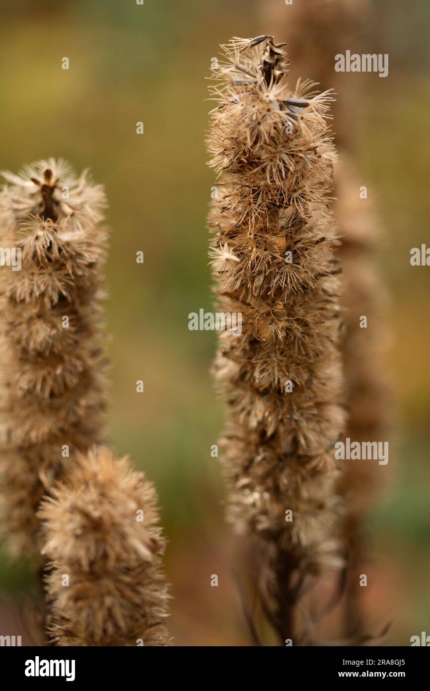 Liatris spicata - Splendid card in autumn Stock Photo
