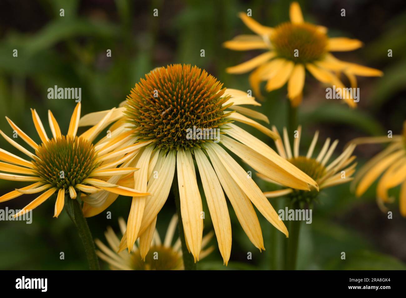 Red coneflower (Echinacea) purpurea 'Harvest Moon' Stock Photo Alamy