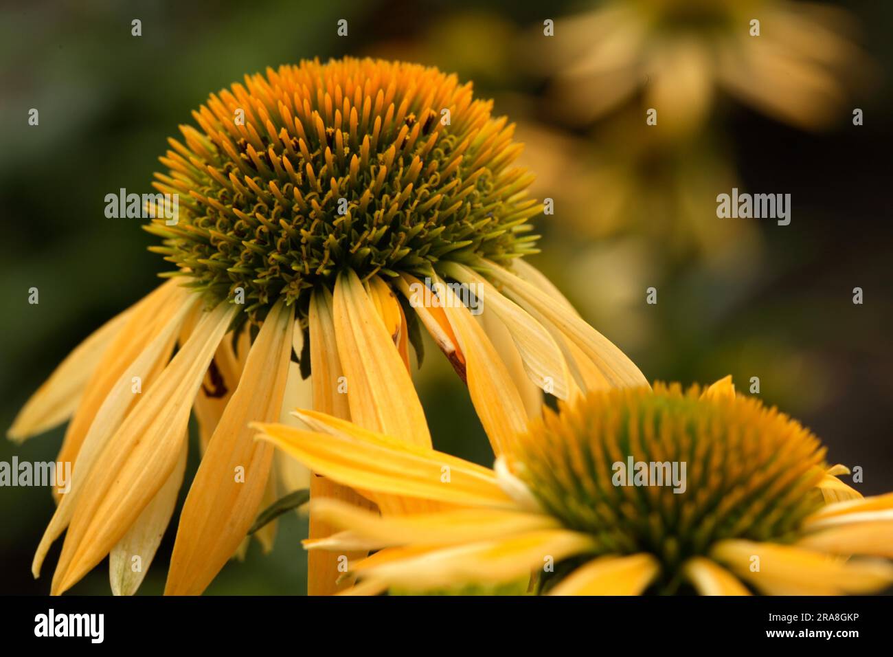 Red coneflower (Echinacea) purpurea 'Harvest Moon' Stock Photo Alamy