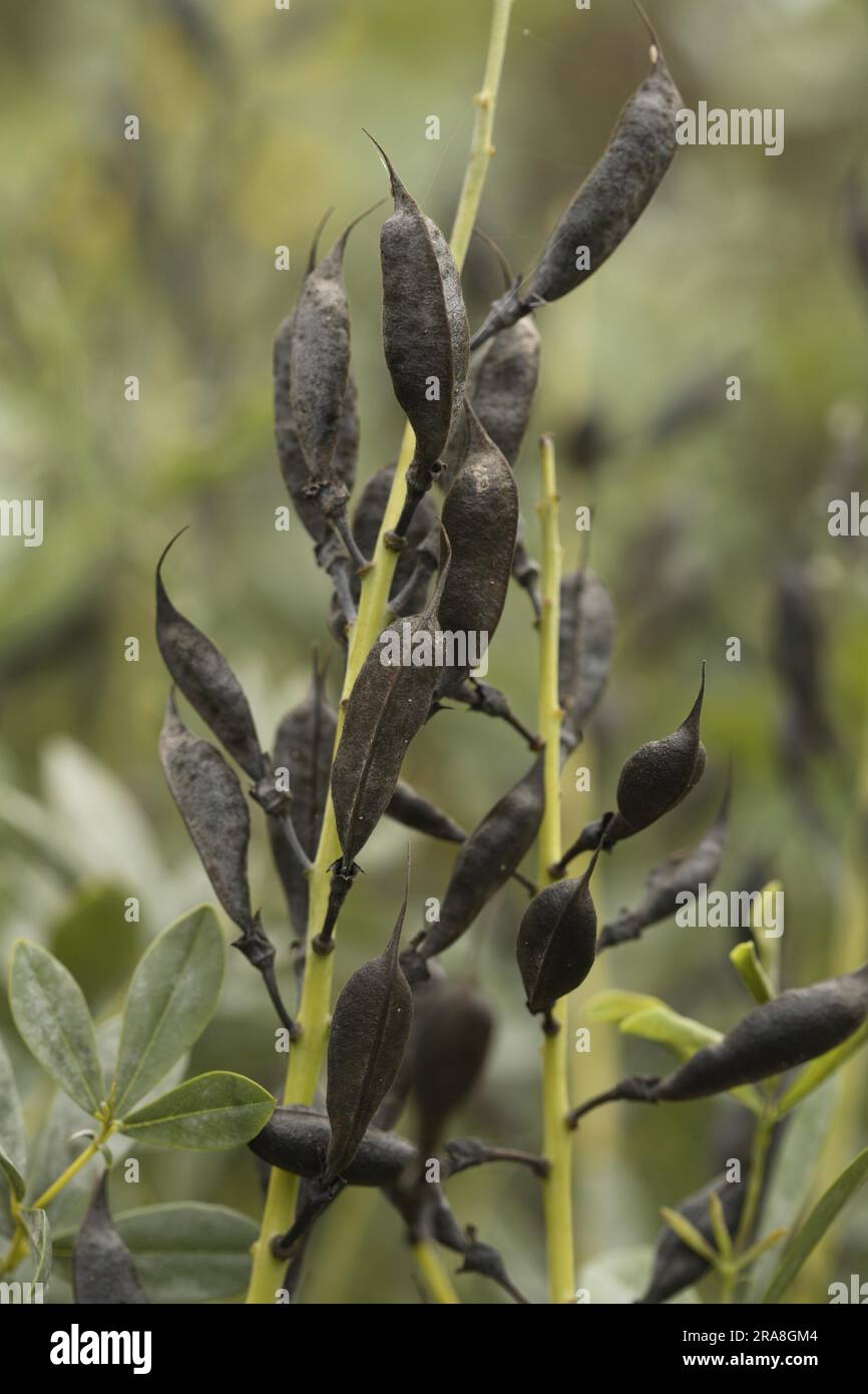 Wild indigo baptisia australis hi-res stock photography and images - Alamy