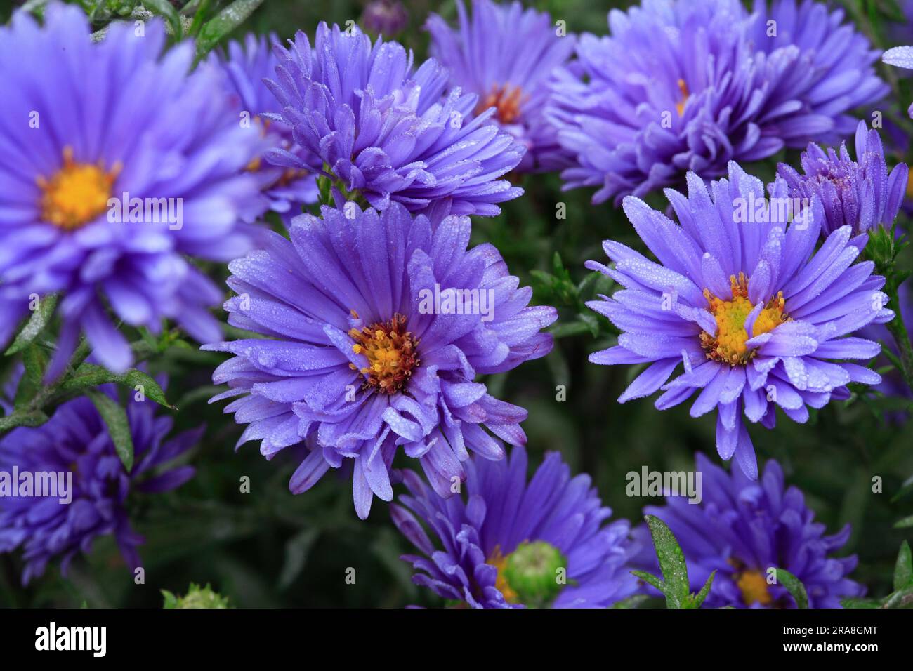 Symphyotrichum novi-belgii 'Royal Blue' (Synonym - Aster novi-belgii 'Royal Blue') Stock Photo