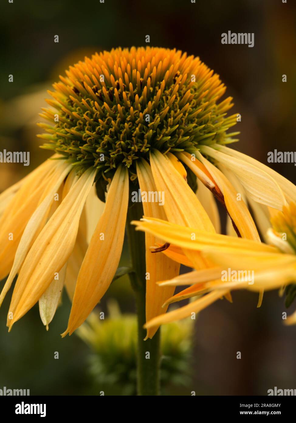 Red coneflower (Echinacea) purpurea 'Harvest Moon' Stock Photo Alamy