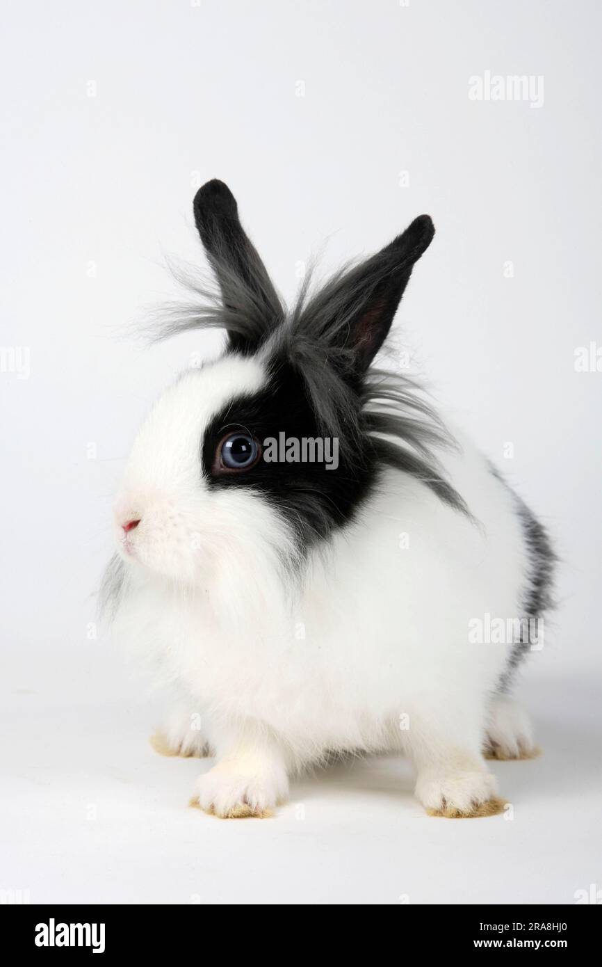 Black And White Lionhead Bunny