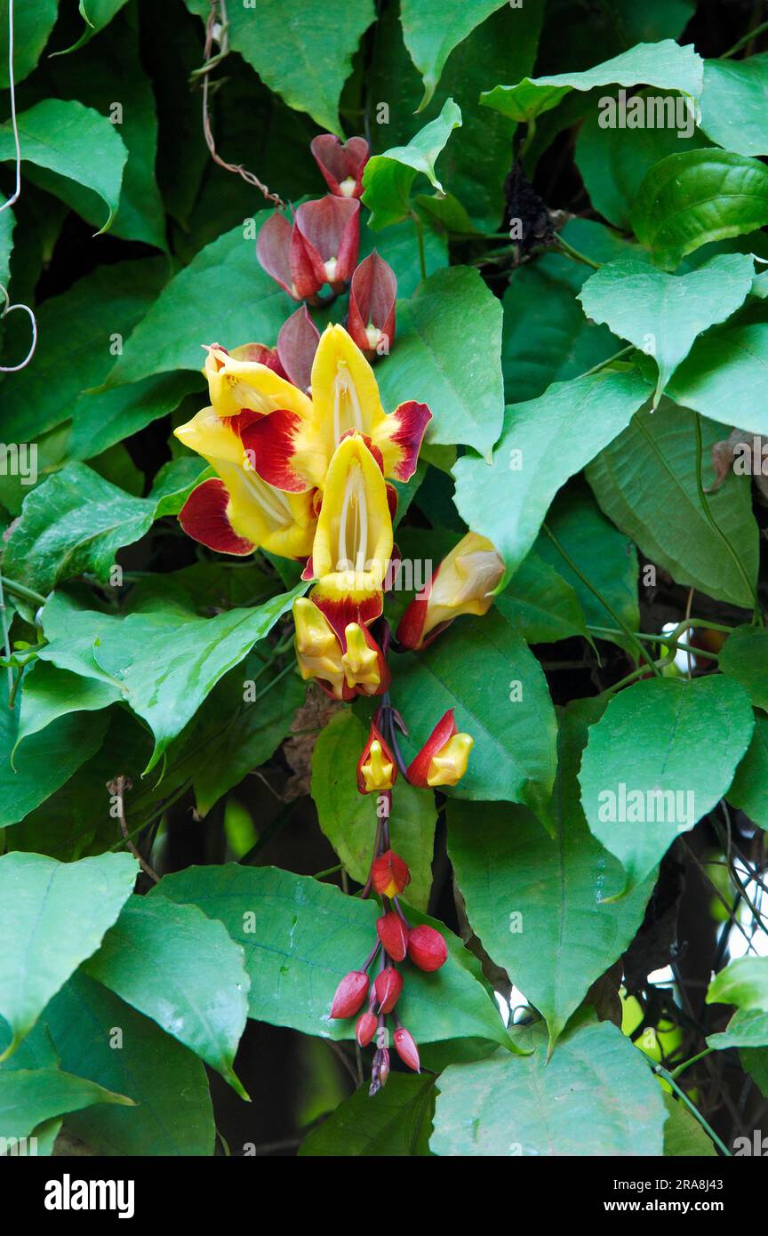 ( Thunbergia mysorensis) Clockvine, Mysore Clockvine, Lady's slipper vine Stock Photo