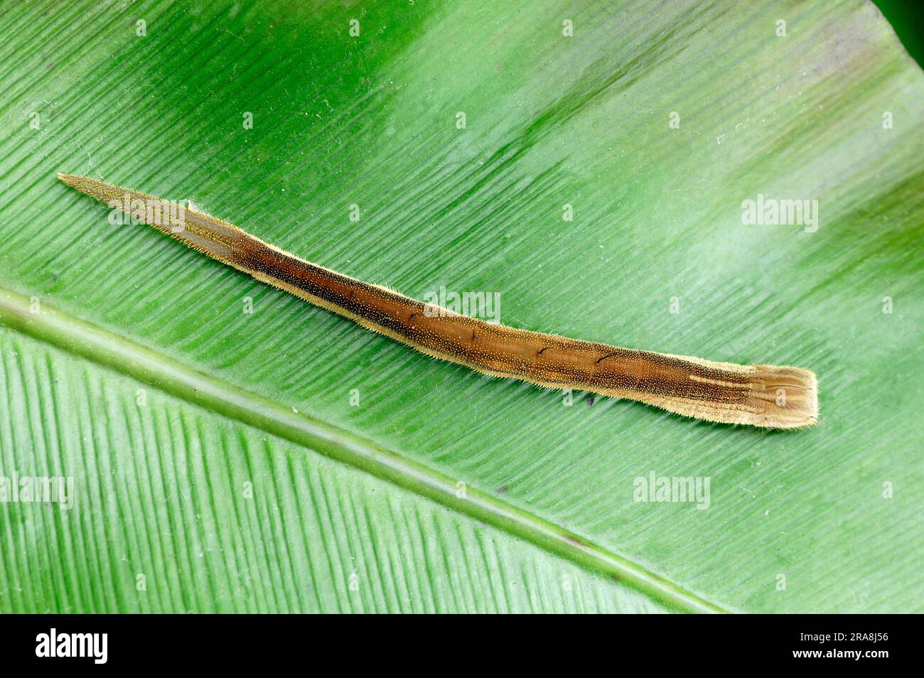 Bamboo Butterfly, caterpillar (Eryphanis polyxena), Purple Mort Blue, Owl Butterfly Stock Photo