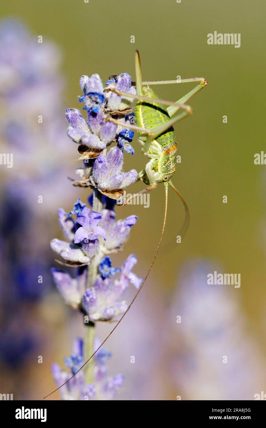 Female, on true lavender, Provence, southern France (Lavendula angustifolia), saddle-backed bush cricket (Ephippiger ephippiger) Stock Photo
