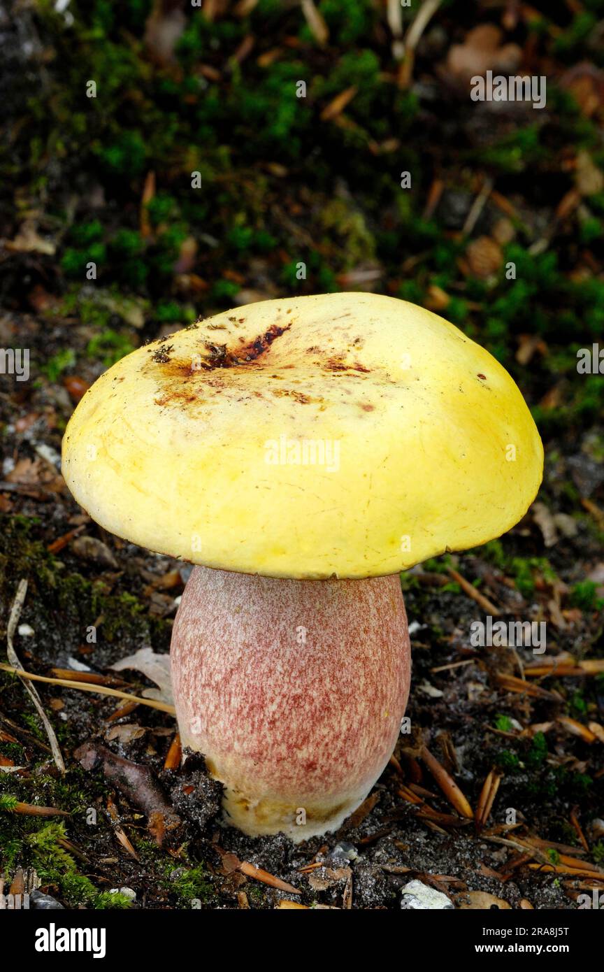Spotted stem fungus (Boletus erythropus var. junquilleus), dotted stem bolete (Boletus luridiformis), Mushroom, Netherlands Stock Photo