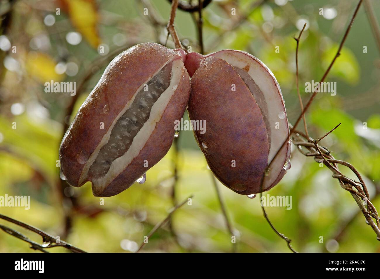 Fiveleaf Akebia, fruits (Akebia quinata), Five Leaf Akebia, Chocolate