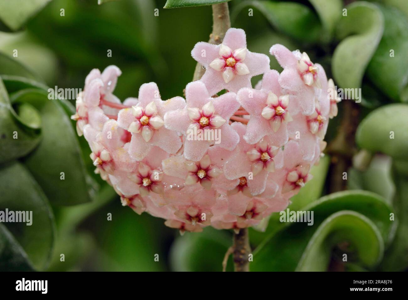 Wax plant (Hoya carnosa) (Asclepias carnosa), Porcelain flower, Silk family, Asclepiadaceae Stock Photo