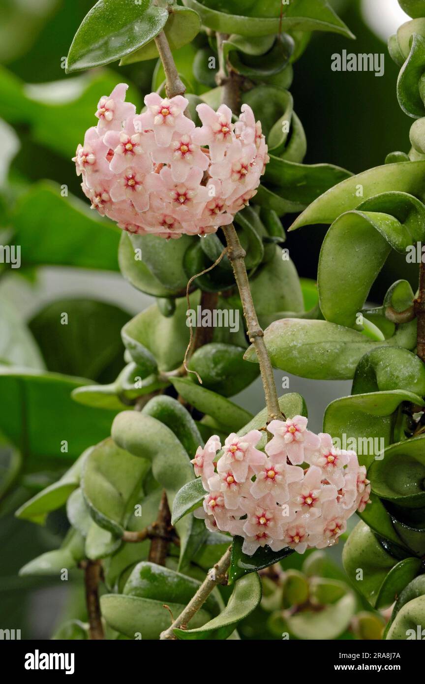 Wax Plant (Hoya carnosa) (Asclepias carnosa), Wax Flower, Porcelain Flower, Asclepiadaceae Stock Photo