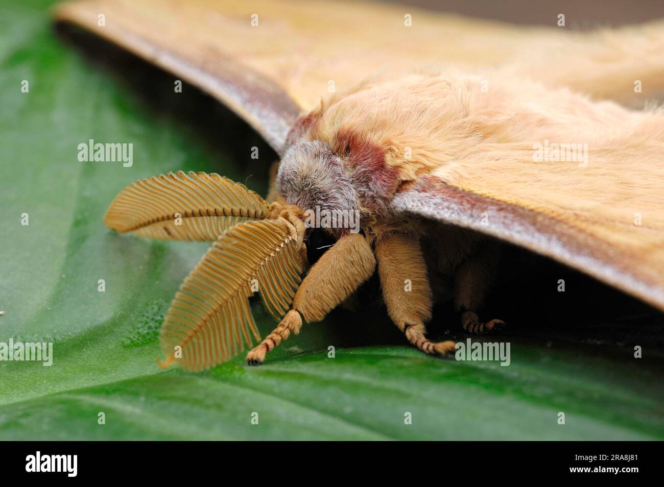 Chinese Tussah Moth (Antheraea pernyi), Chinese Oak Tussah Moth