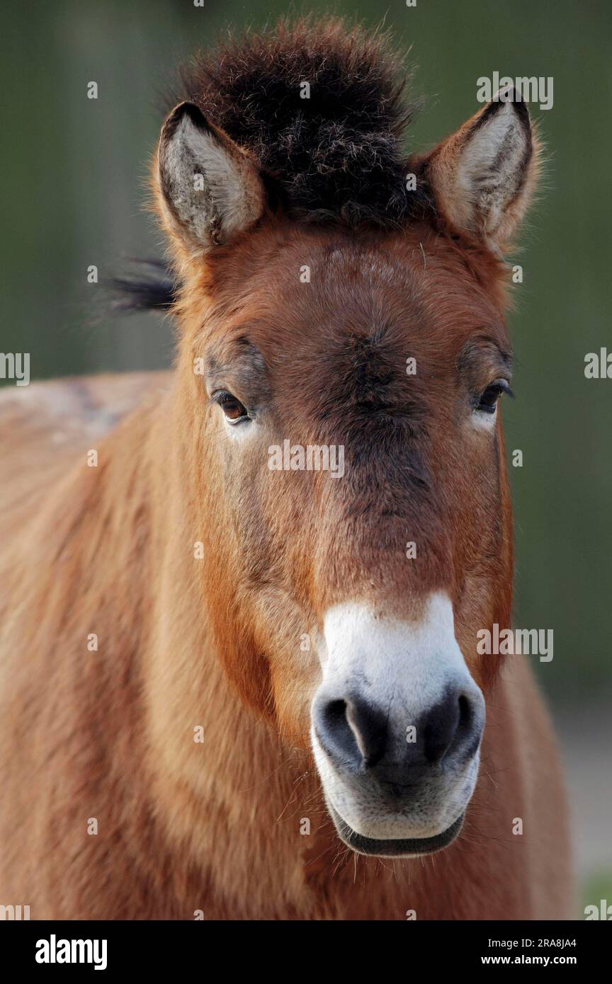 Przewalski's Wild Horse (Equus przewalskii) (Equus ferus przewalski) (Equus caballus przewalski), Mongolian Wild Horse, Przewalski Horse Stock Photo