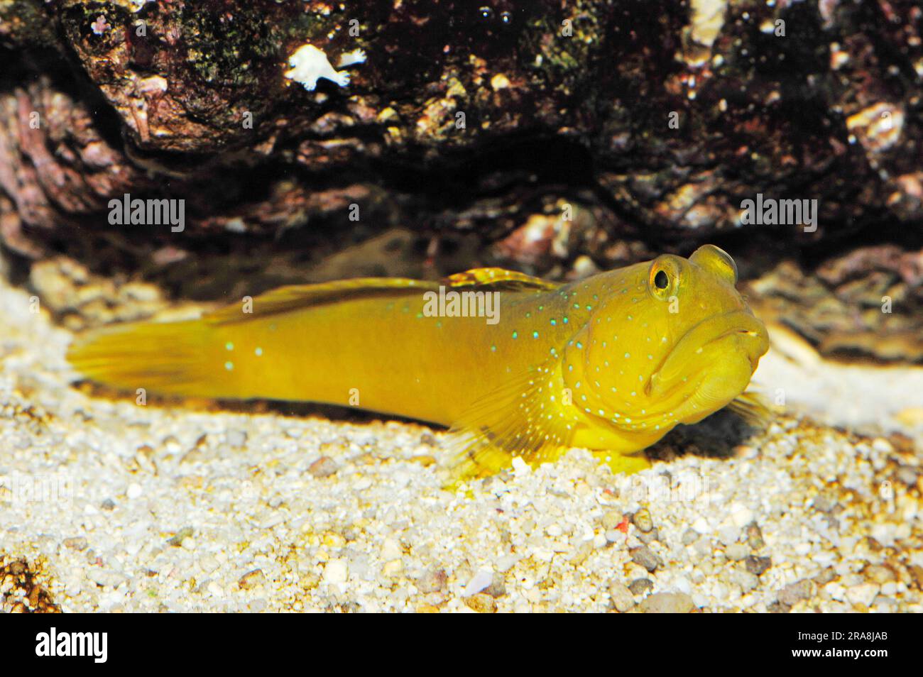 Yellow yellow prawn-goby (Cryptocentrus cinctus), yellow sentinel goby Stock Photo