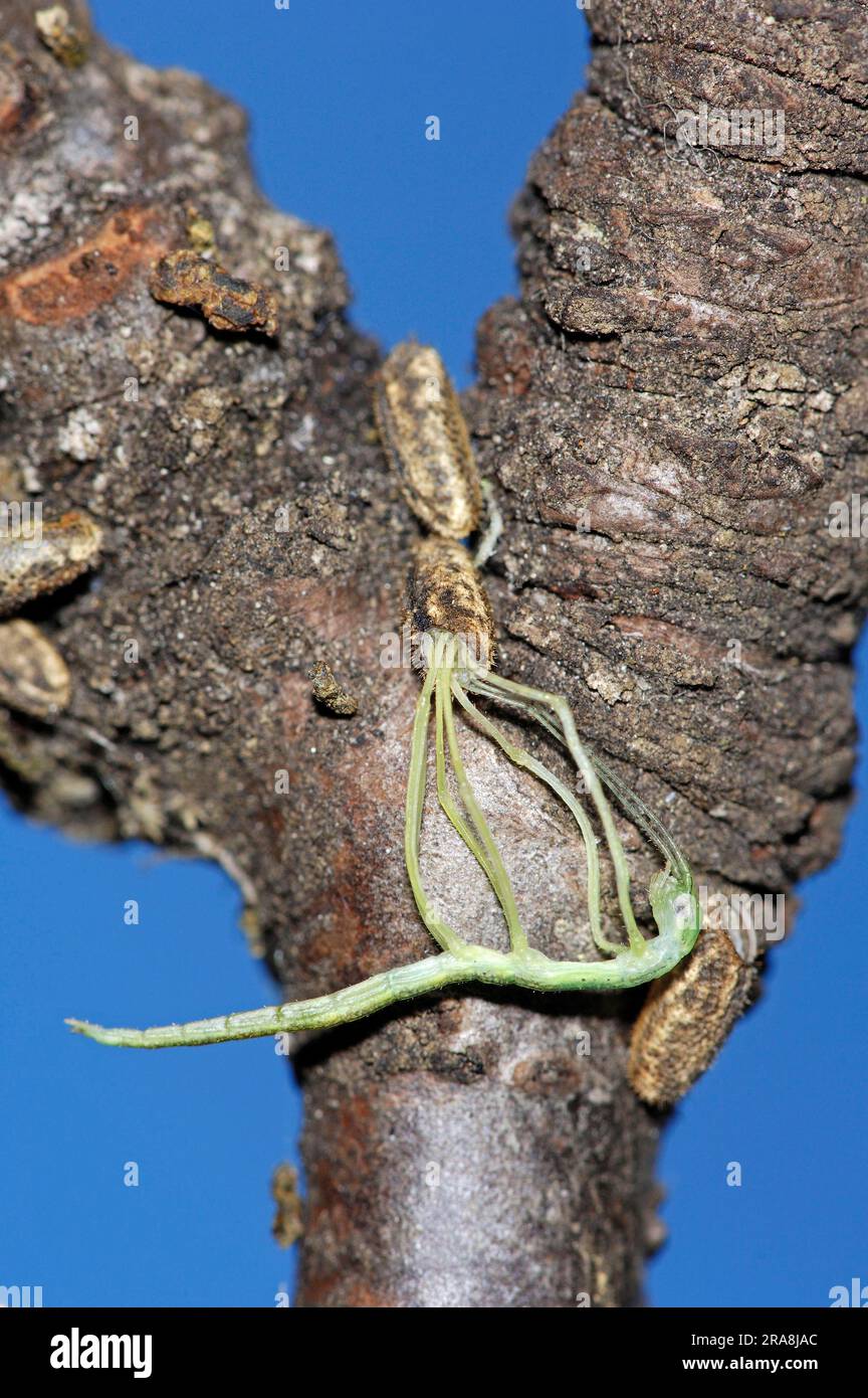Pink Winged Stick Insect (Sipyloidea sipylus), freshly hatched, and
