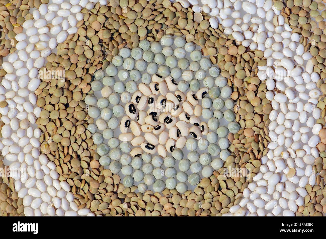 Brown Lentils (Lens esculenta), White Beans (Vigna unguiculata