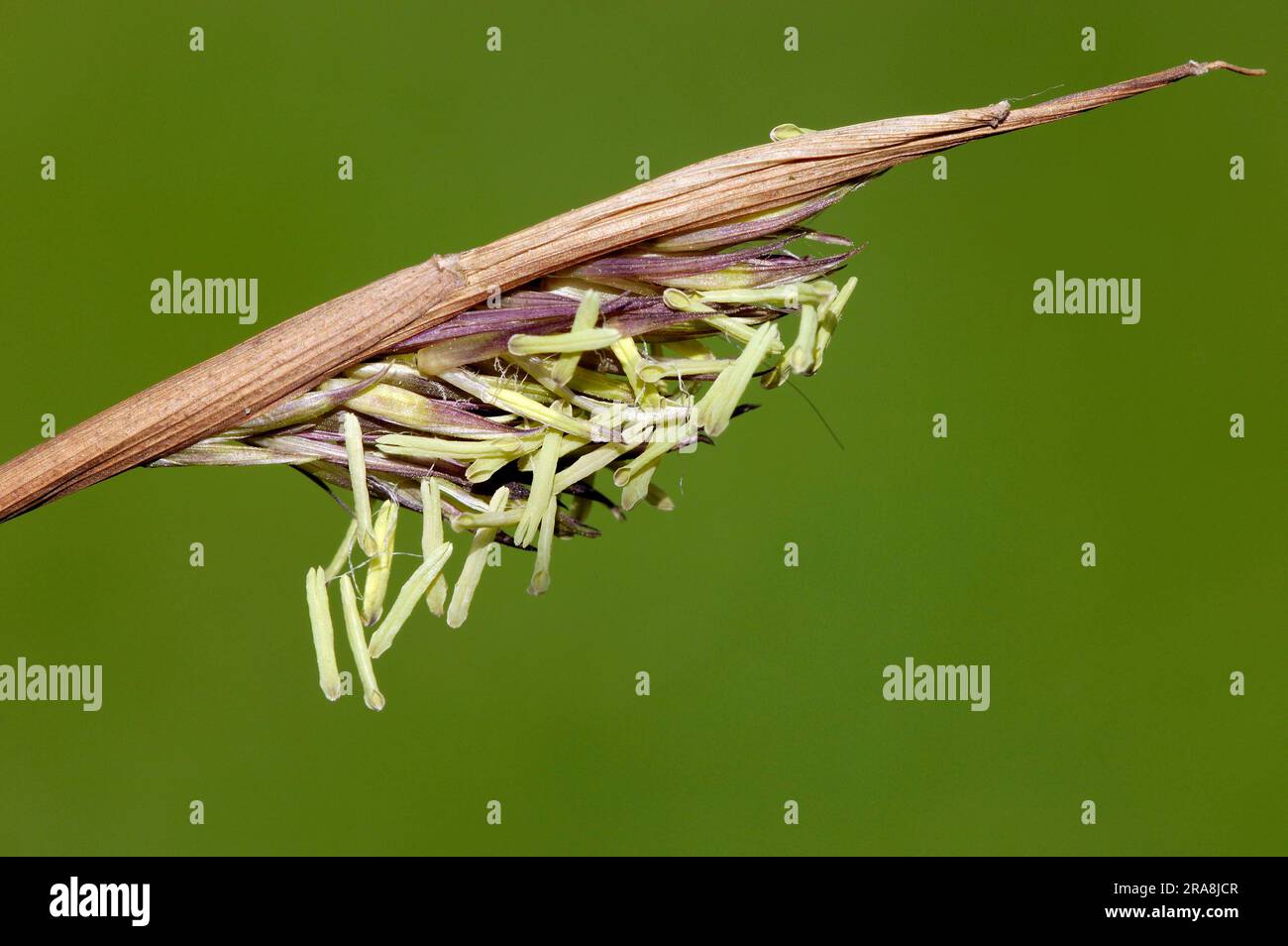 Umbrella Bamboo (Arundinaria murielae) (Fargesia murielae) (Sinarundinaria murieliae) Stock Photo