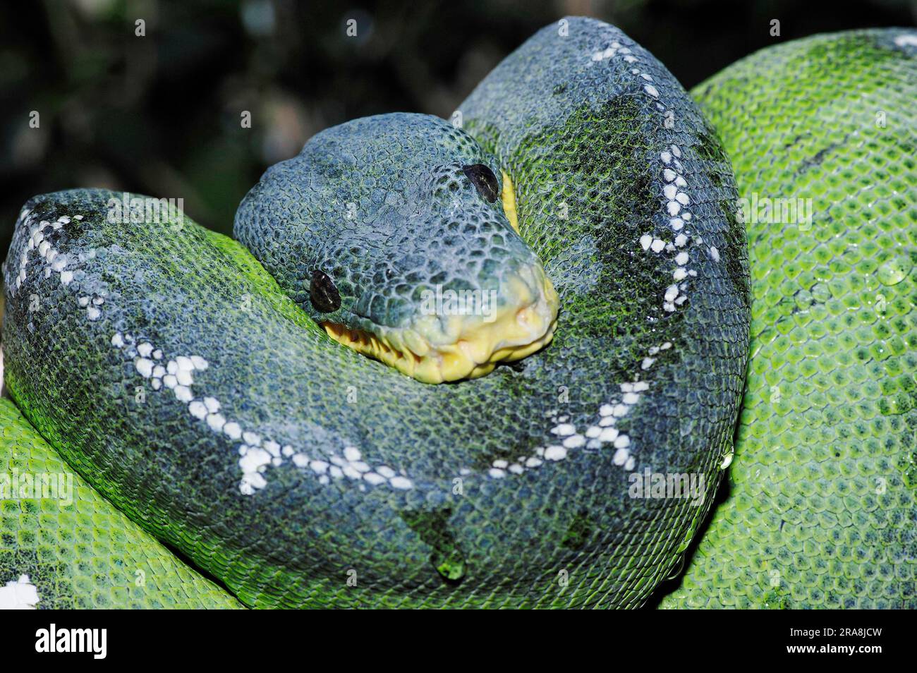 Emerald green tree boa (Corallus caninus), dog-head slider Stock Photo