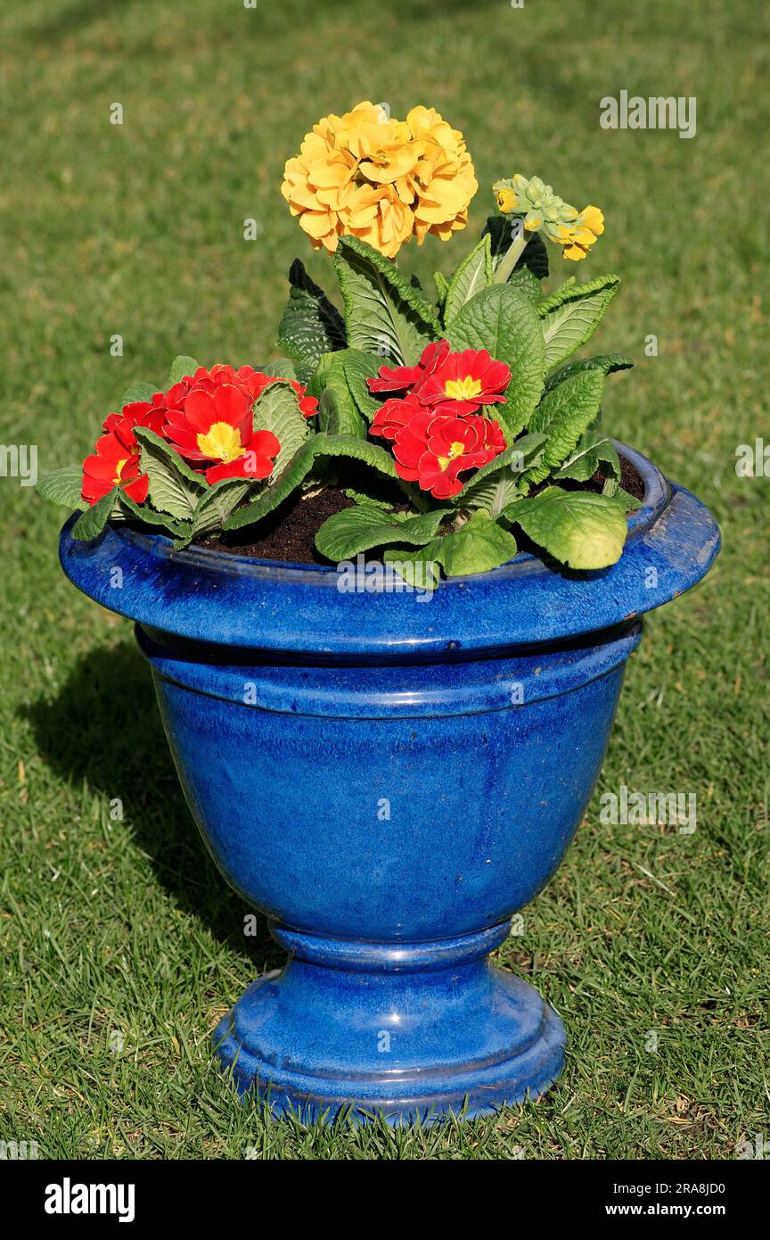 Cowslip 'Cabrillo' and Primrose (Primula veris) (Primula vulgaris) in flower pot Stock Photo