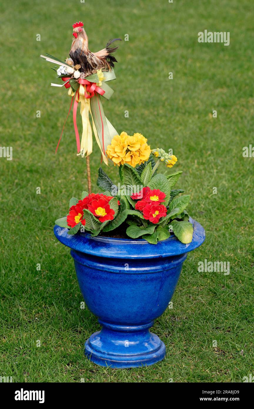Cowslip 'Cabrillo' and Primrose (Primula veris) (Primula vulgaris) in flower pot Stock Photo