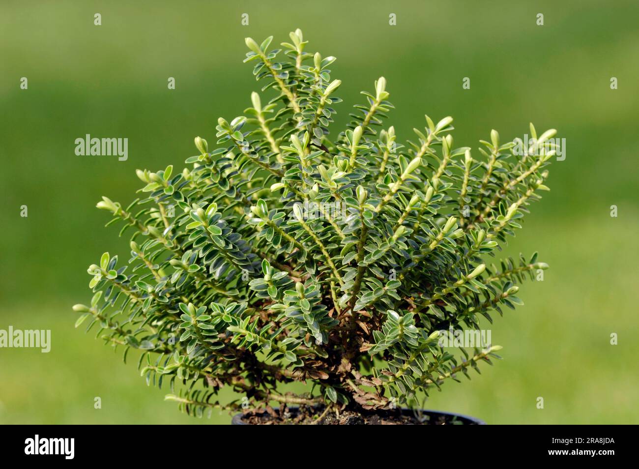 Armstrongs Whipcord (Hebe armstrongii), Armstrongs Hebe, Green Globe Stock Photo