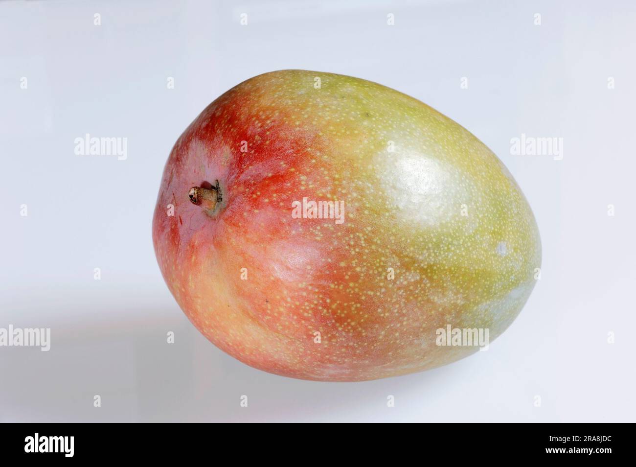 Mango (Mangifera indica), fruit Stock Photo Alamy