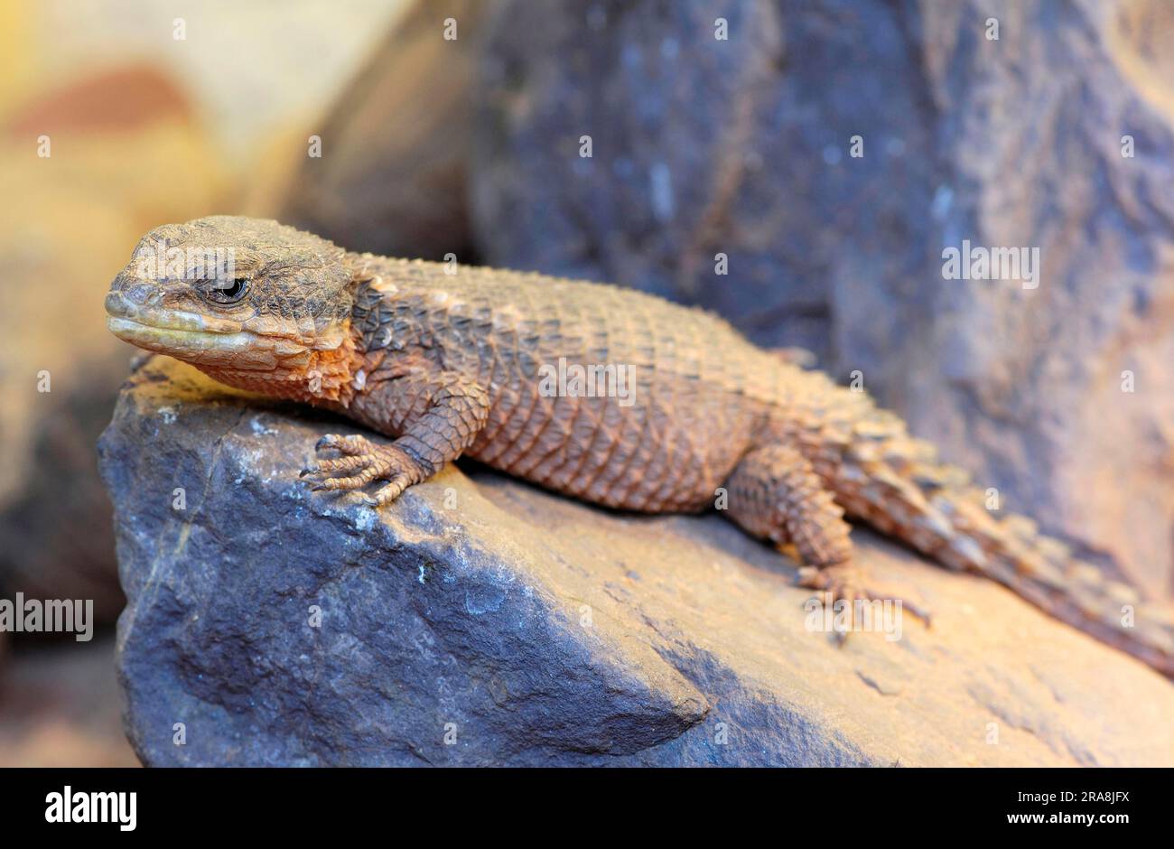 East african spiny-tailed lizard (Cordylus tropidosternum) Stock Photo
