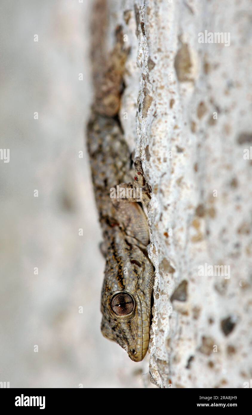 Young Moorish Gecko, Provence, Southern France, Moorish Wall Gecko (Tarentola mauritanica), Wall Gecko, Common Gecko, Crocodile Gecko Stock Photo