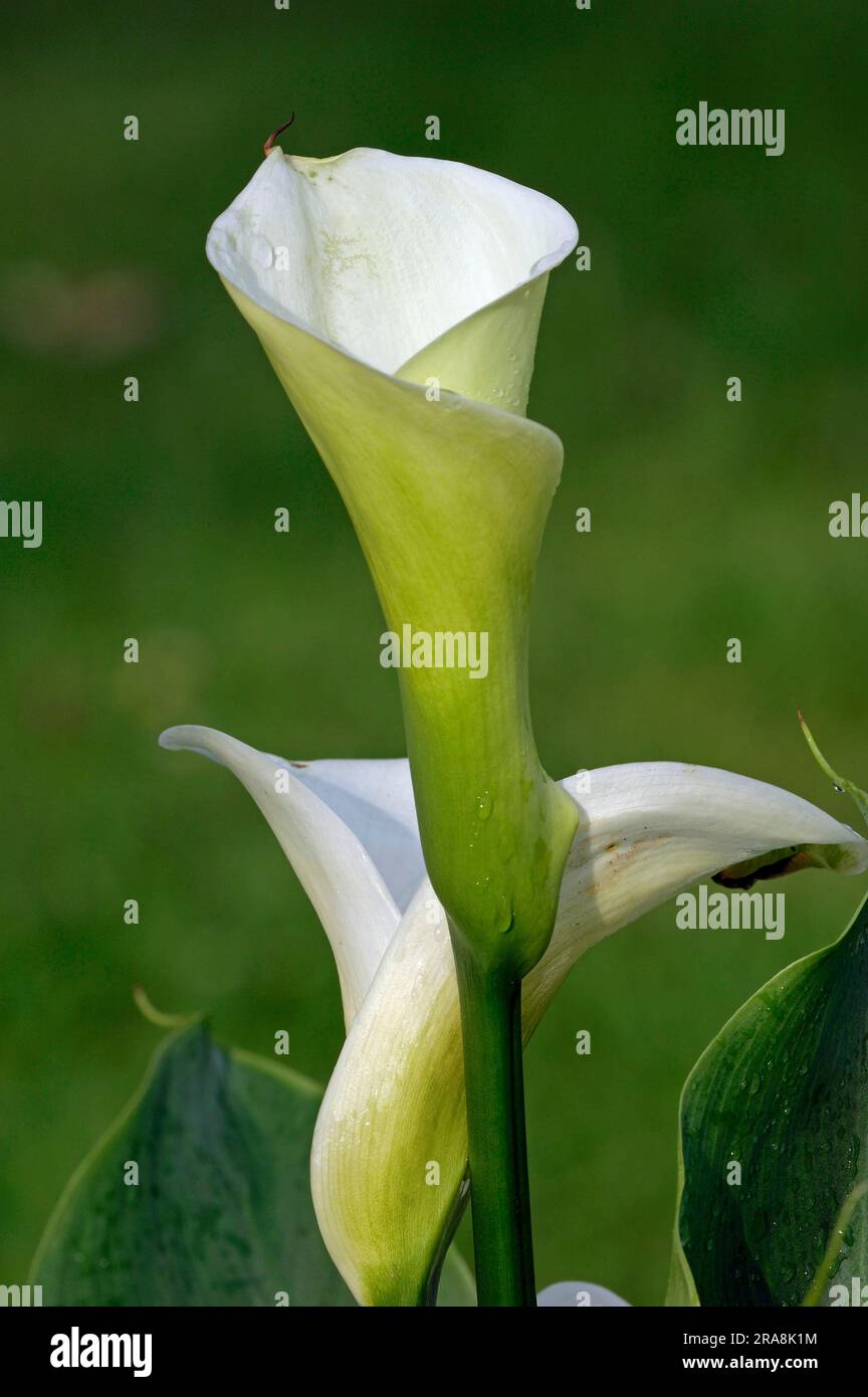 White Arum Lily (Zantedeschia aethiopica), Common Arum Lily Stock Photo