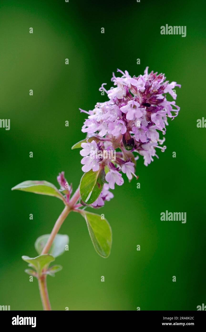 Greater thyme, broadleaved thyme (Thymus pulegioides), Wild thyme