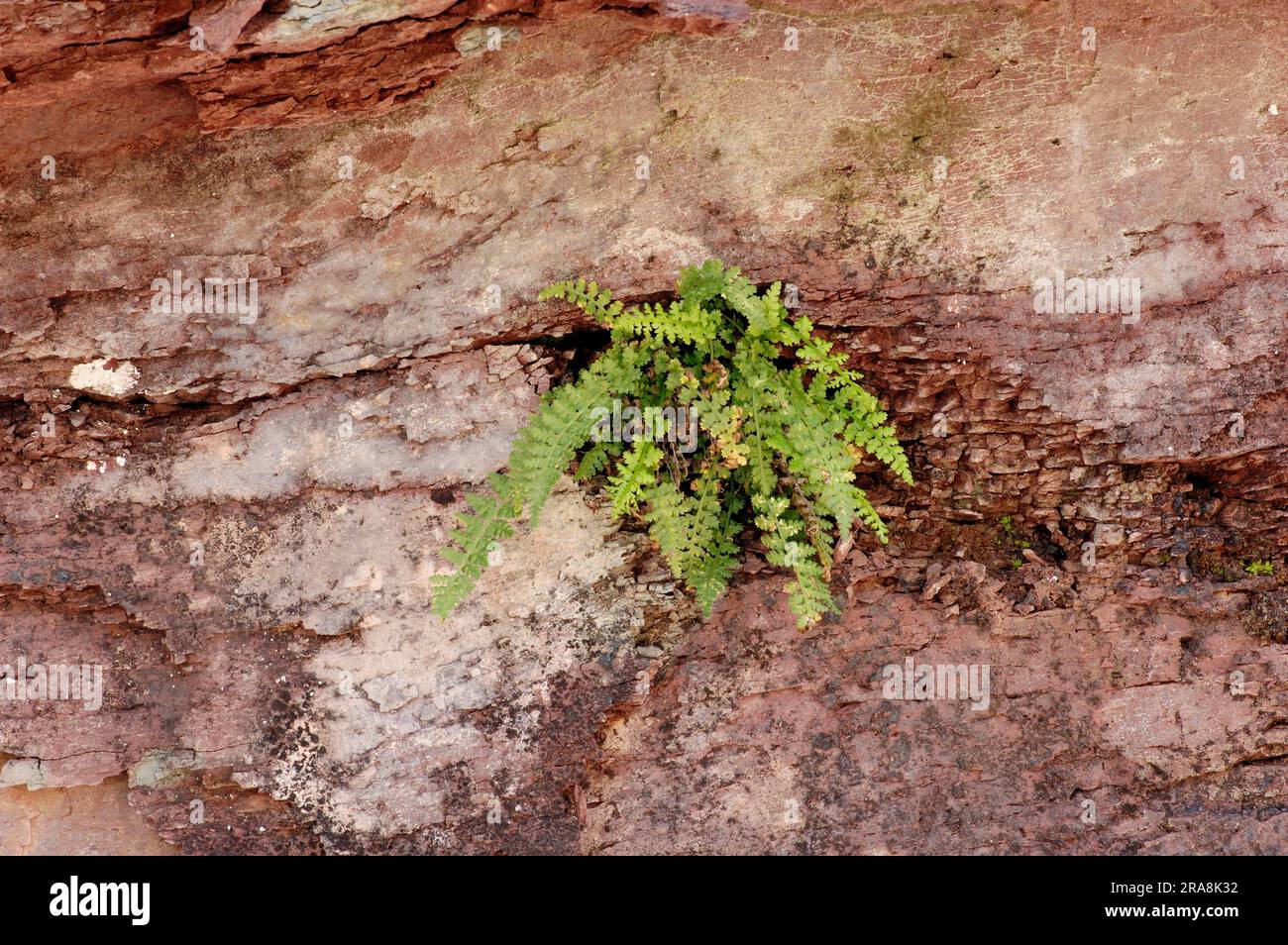 Lanceolate Spleenwort, Provence, Southern France (Asplenium obovatum) Stock Photo