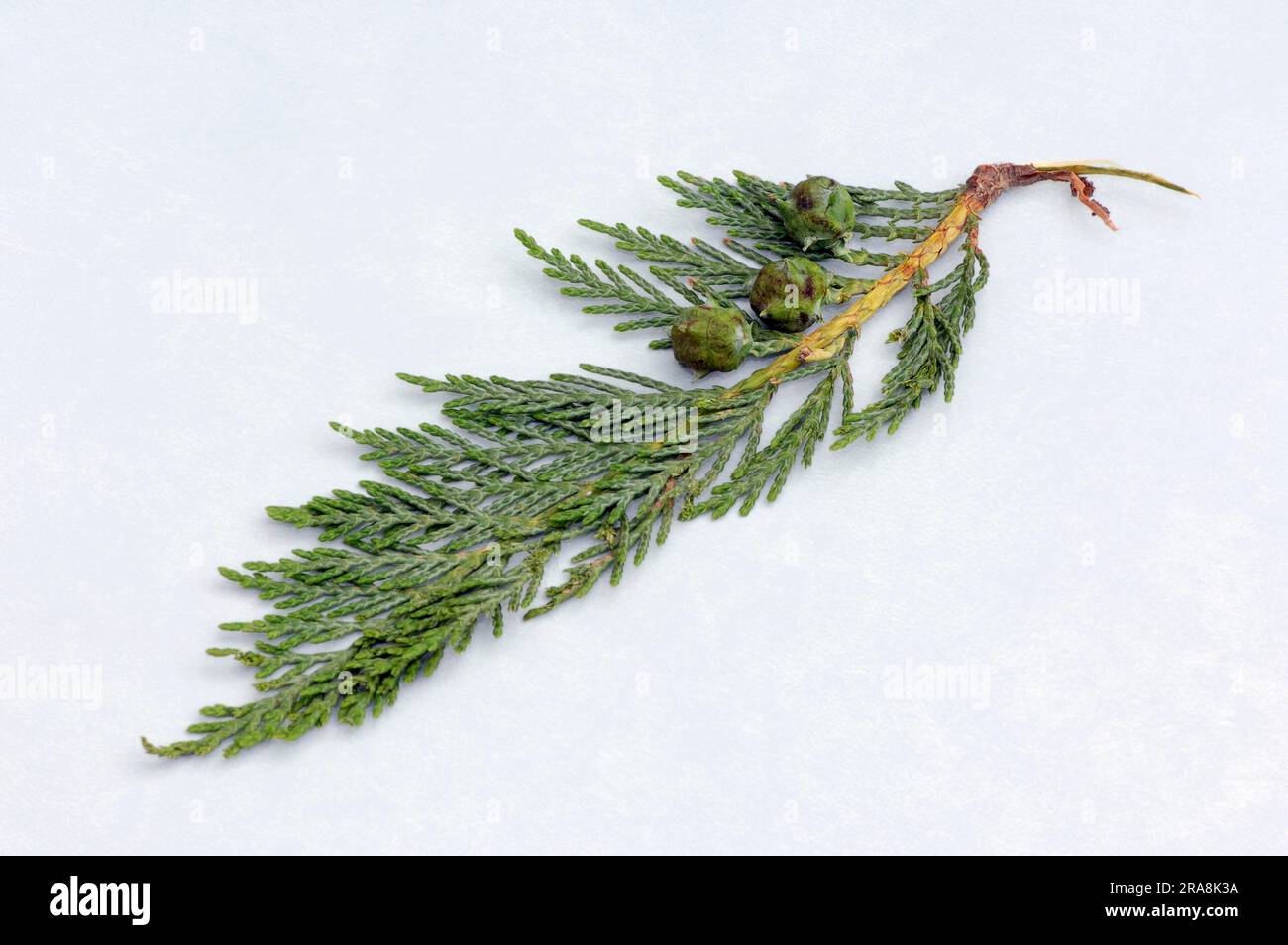 Lawson cypress (Chamaecyparis lawsoniana), branch with cones Stock Photo