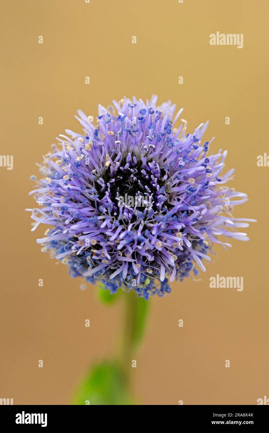 Iberian Globe Daisy, Provence, Southern France (Globularia punctata), Common Globularia, Common Globe Daisy Stock Photo
