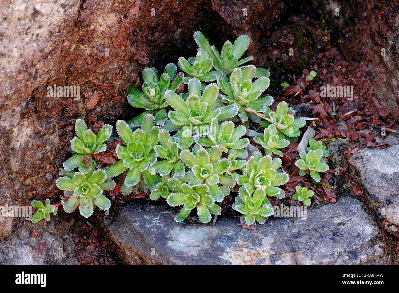 Livelong Saxifrage, White Mountain Saxifrage (Saxifraga paniculata) Stock Photo