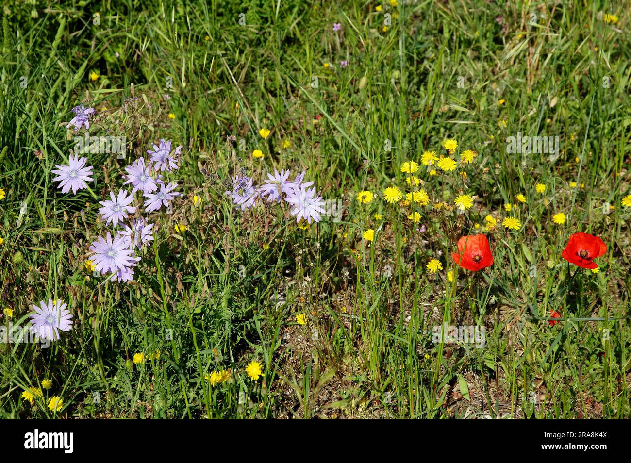 Blue lettuce (Lactuca perennis) and poppy flowers (Papaver rhoeas), Provence, southern France Stock Photo