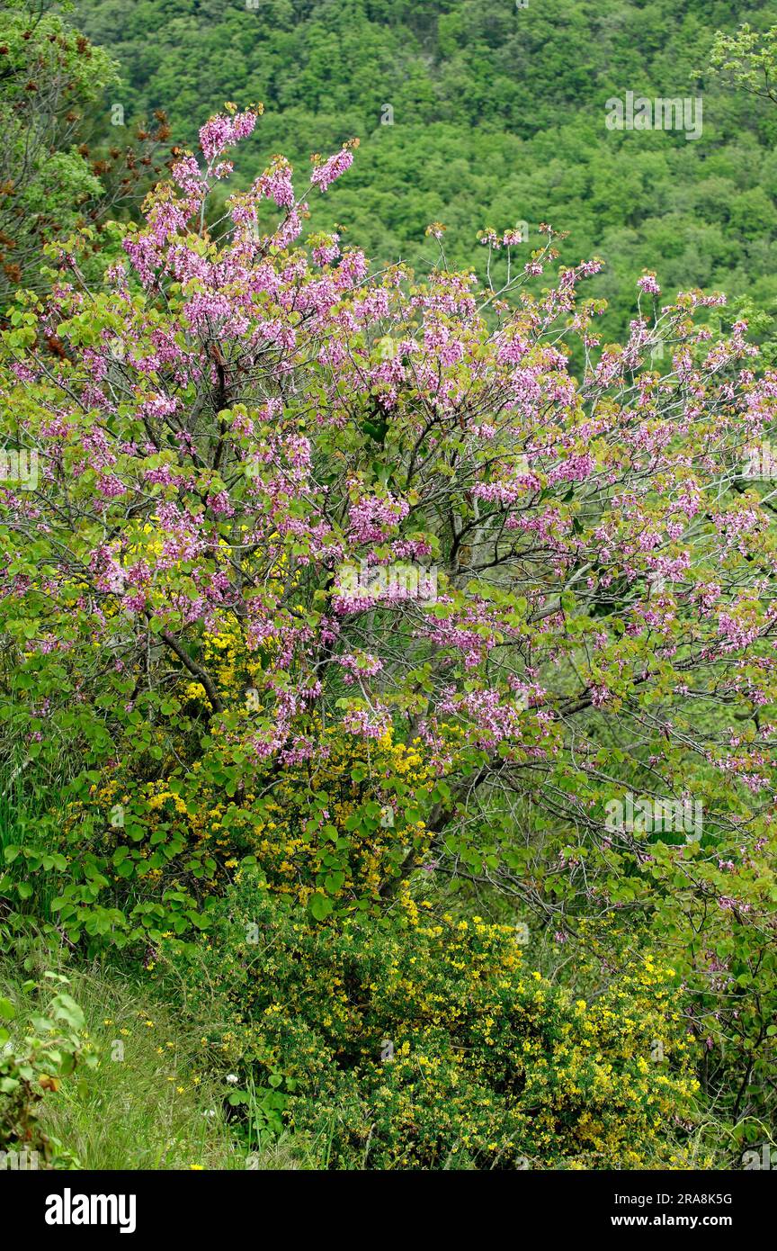 Judas tree (Cercis siliquastrum), flowering, Provence, Southern France, Heart tree, Carob family, Caesalpiniaceae Stock Photo
