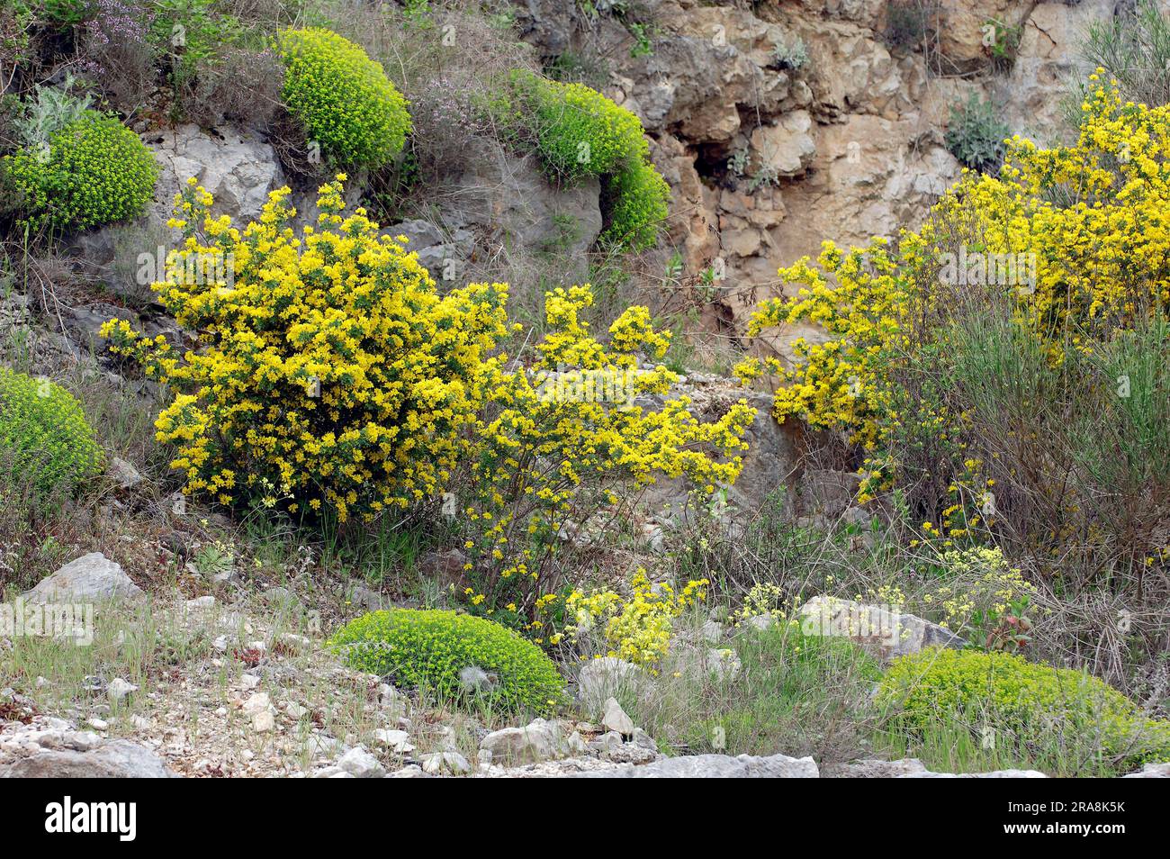 Mediterranean Crownvetch, Provence, Southern France (Coronilla valentina subspec. glauca) Stock Photo