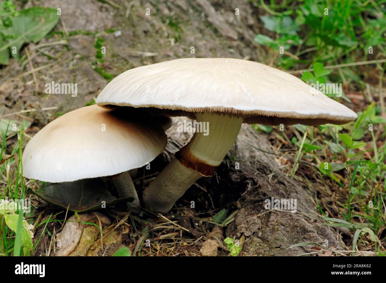 Field Mushroom, France, Meadow Mushroom (Agaricus campestris) Stock Photo