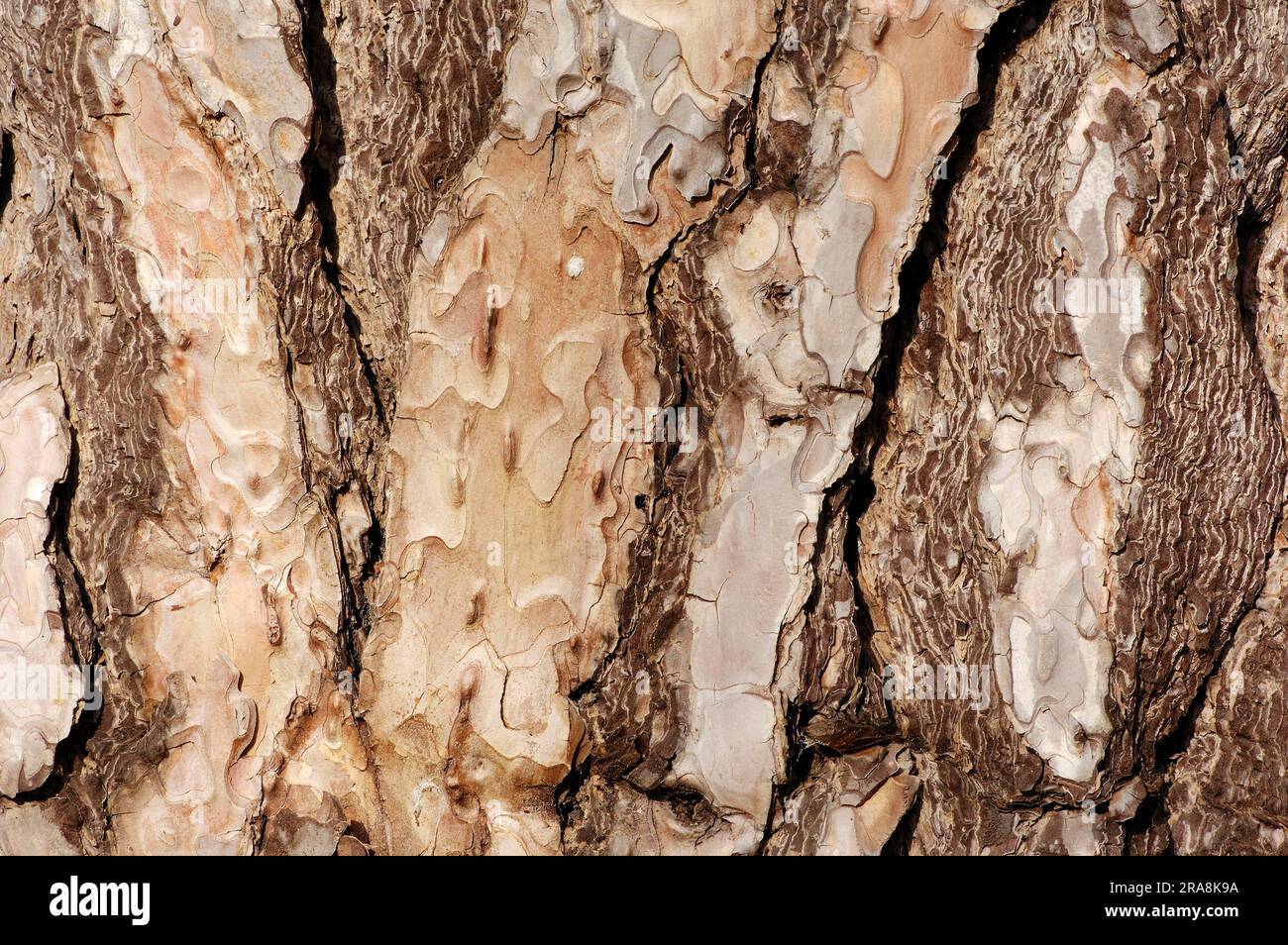 Aleppo pine (Pinus halepensis), bark, Provence, Southern France, maritime pine Stock Photo