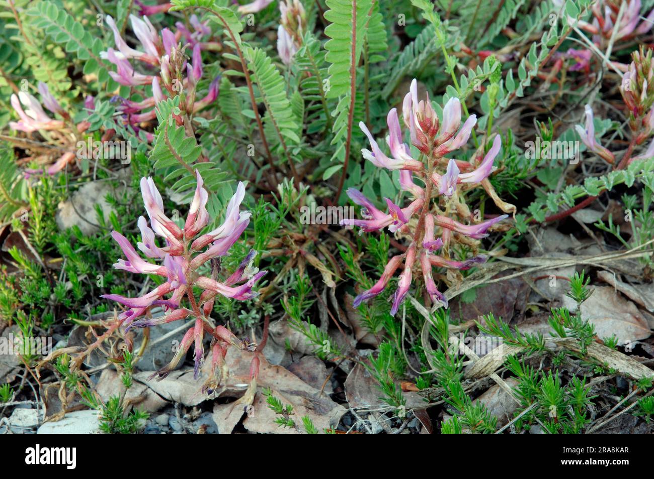 Montpellier milkvetch (Astragalus monspessulanus), Provence, Southern France, Montpellier tragacanth Stock Photo