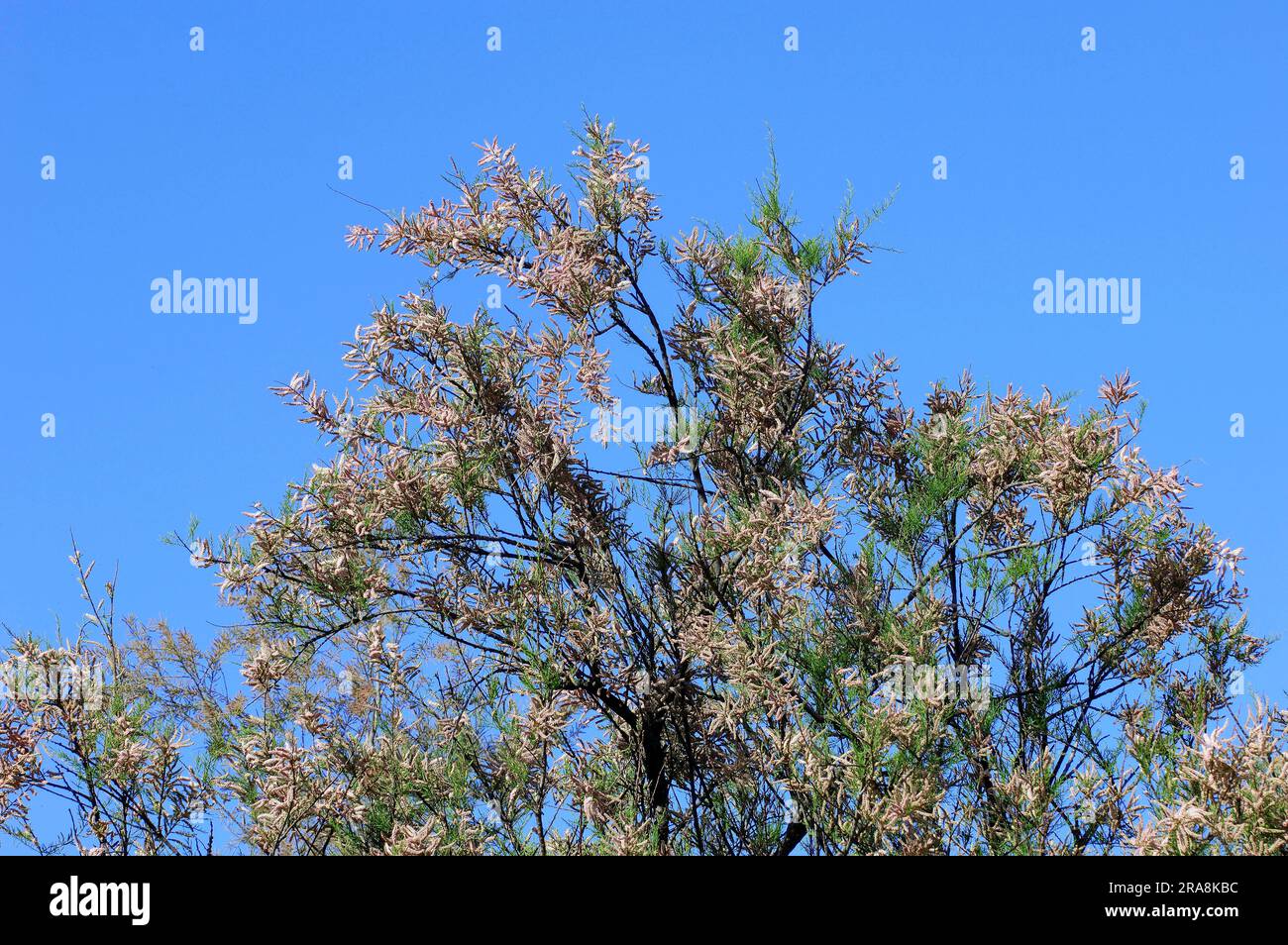 French tamarisk (Tamarix gallica), Camargue, Provence, Southern France Stock Photo