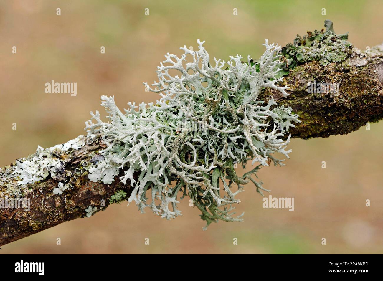 Bowl lichen, Provence, Southern France (Parmelia furfuracea) Stock Photo