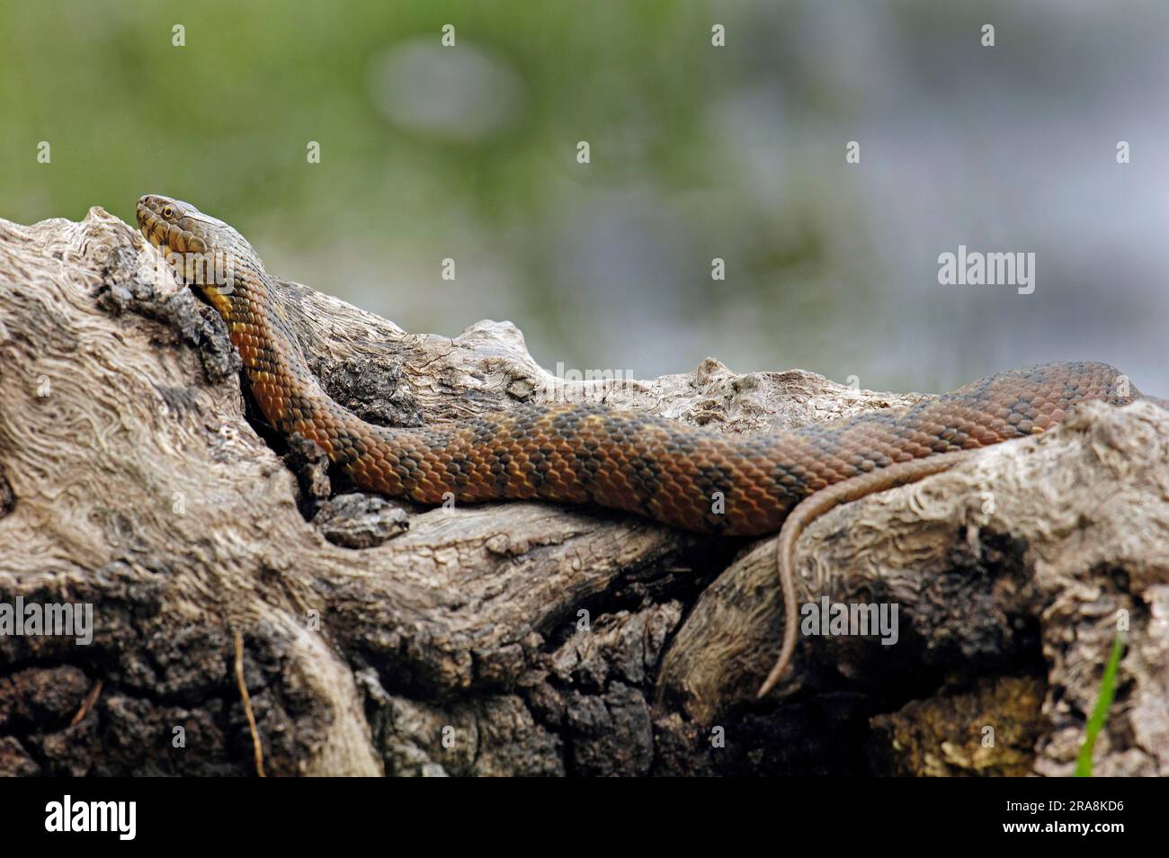 Adult dice snake natrix hi-res stock photography and images - Alamy