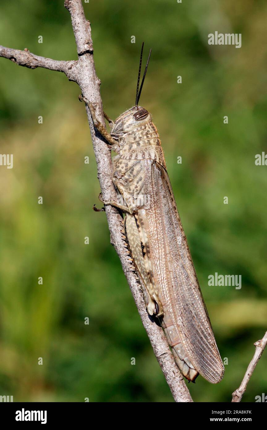 Egyptian migratory grasshopper, Camargue, Provence, South of France (Anacridium aegypticum), Egyptian cricket Stock Photo