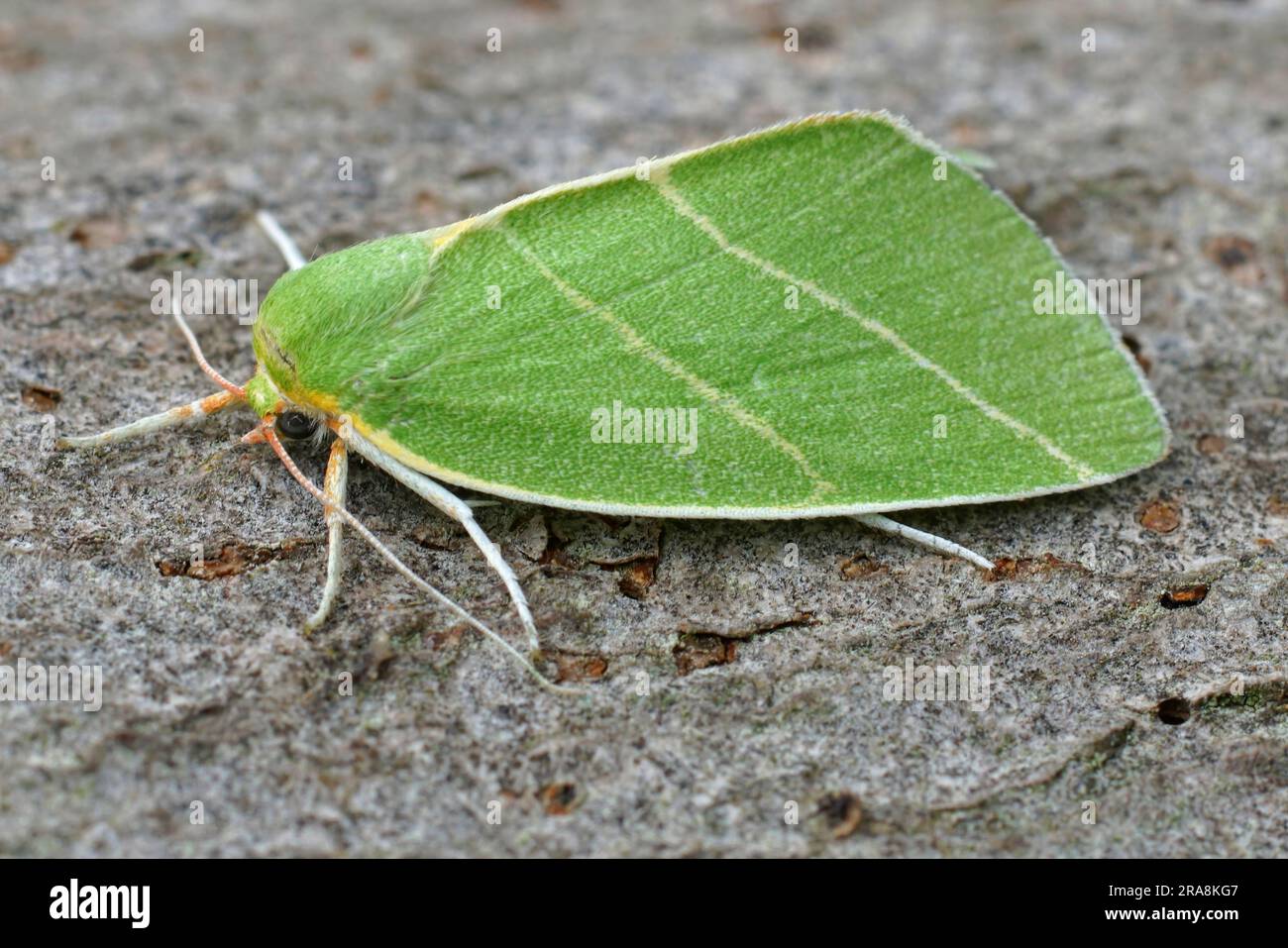 Detailed Closeup on the colorful green Scarce Silver-lines owlet moth, Bena bicolorana Stock Photo