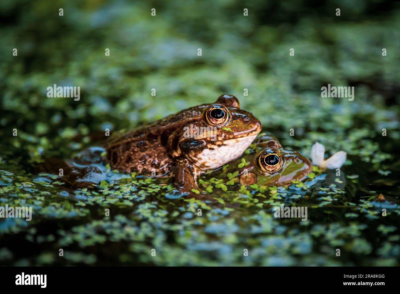 Frog in water. Two pool frog swimming. Pelophylax lessonae. European
