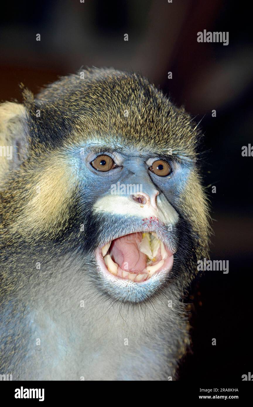 Moustached Monkey, Moustached Guenon (Cercopithecus cephus) Monkey Stock Photo