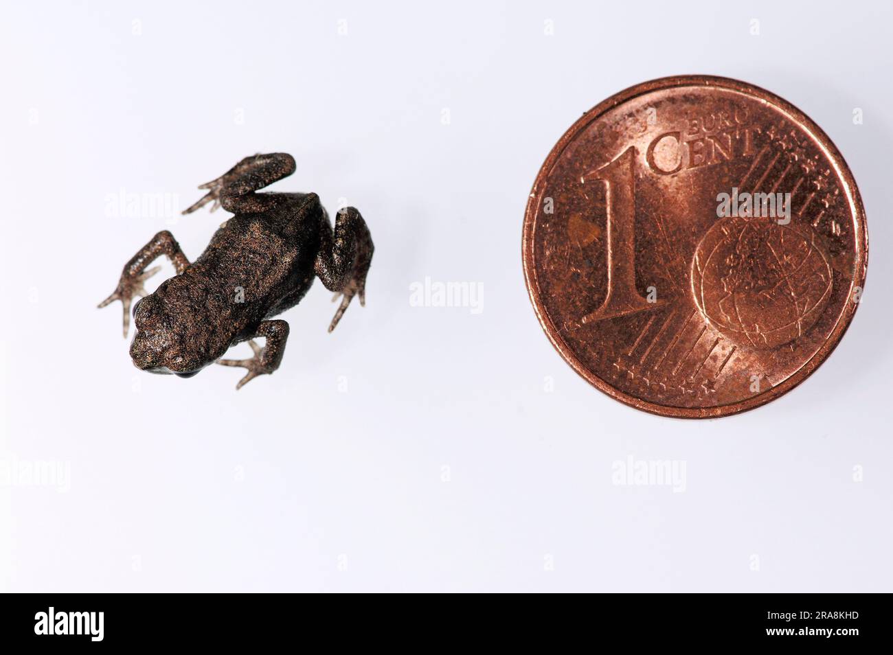 Common toad (Bufo bufo), juvenile and 1-cent piece, comparison Stock Photo