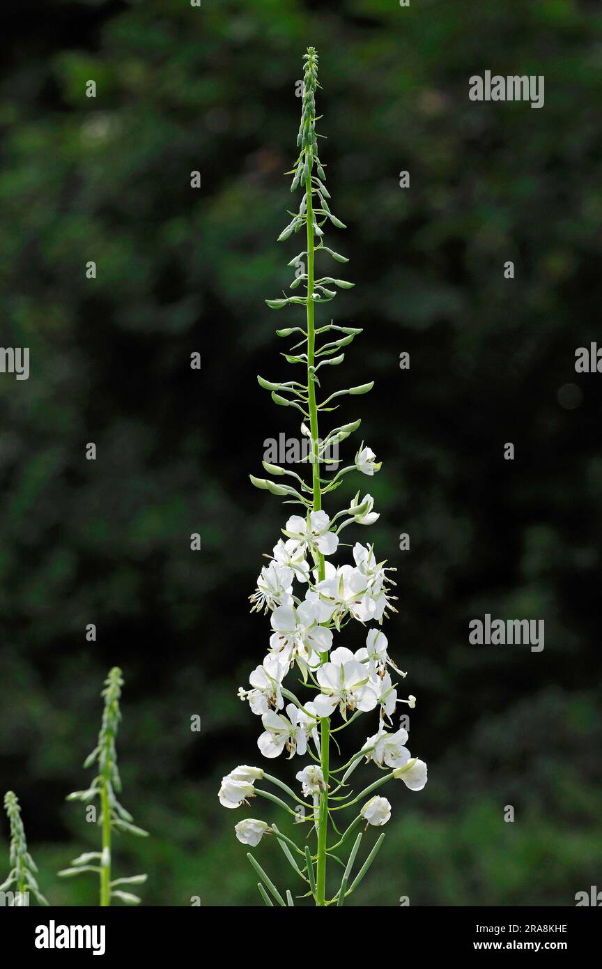 White blooming sally (Epilobium angustifolium var. album), White willowherb, White fireweed Stock Photo