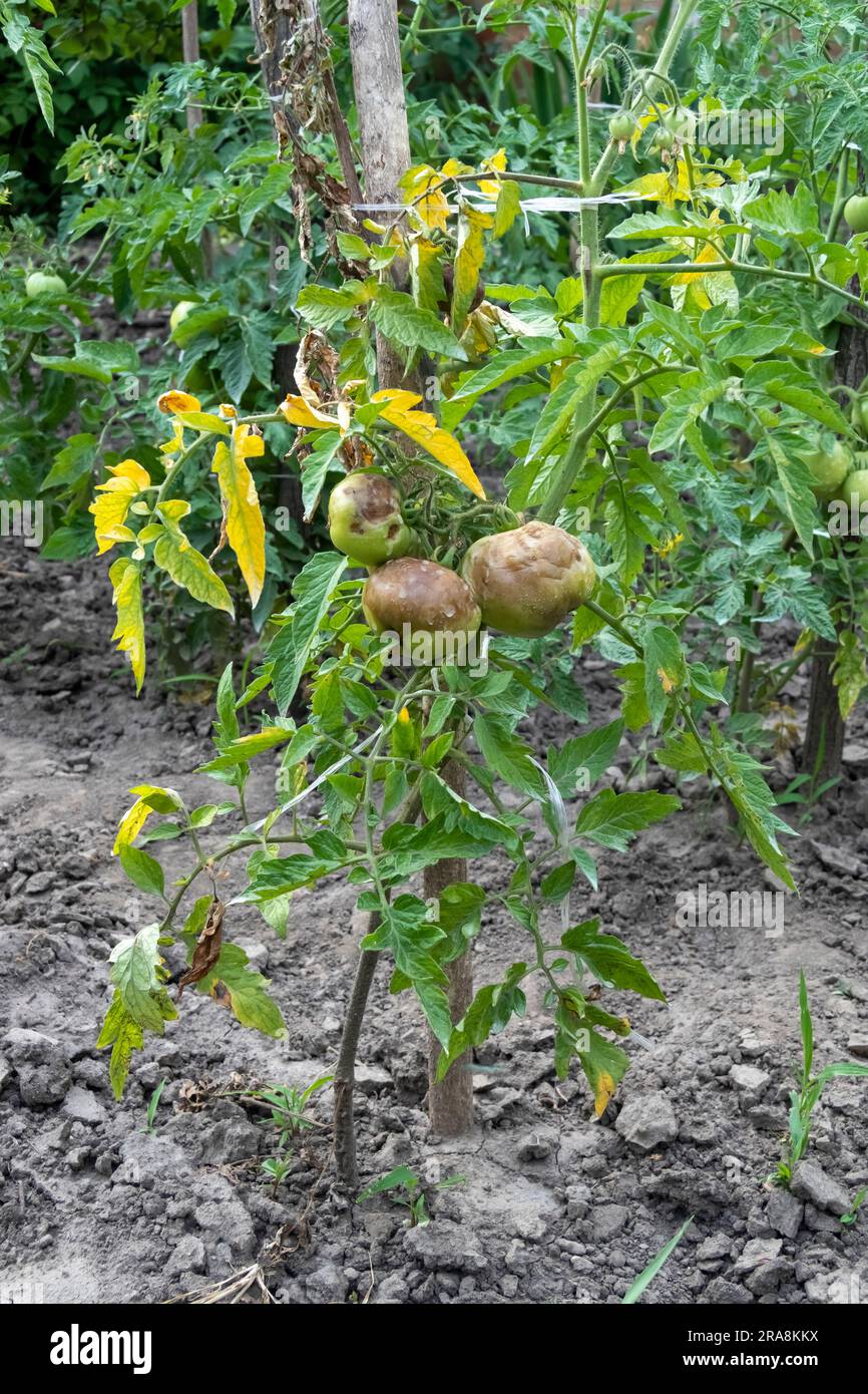 Rotten tomato in the garden Stock Photo